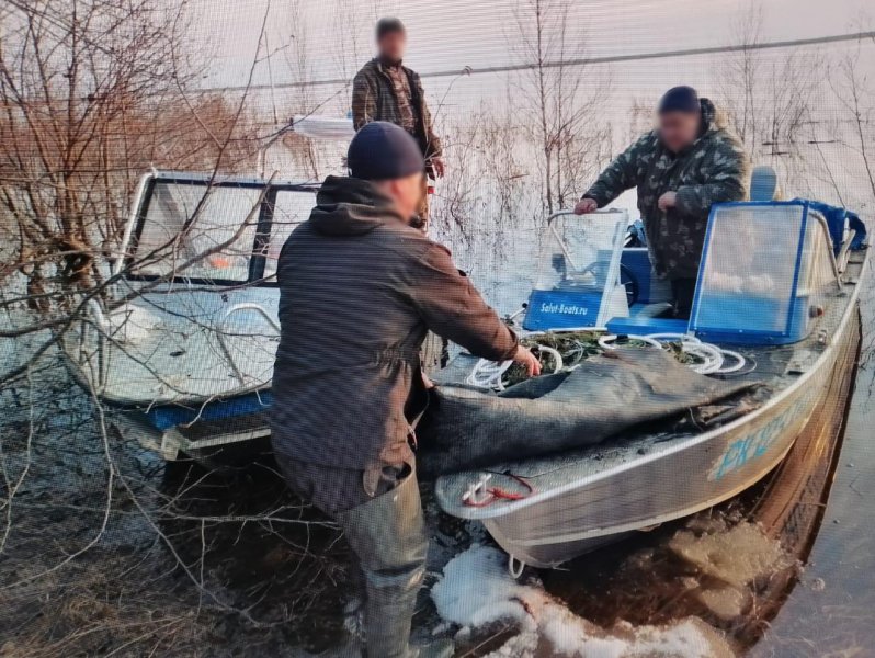 ОПМ «Путина-2023». В Туруханском районе полицейские выпустили на свободу незаконно добытых браконьерами краснокнижных осетров